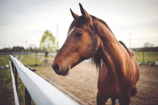 paardendekens-wassen-web-geoptimaliseerd.png